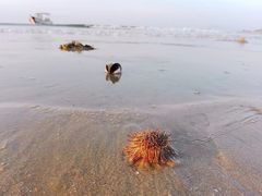 -汕尾风车岛