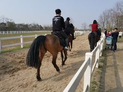 -杭州湾海上花田景区