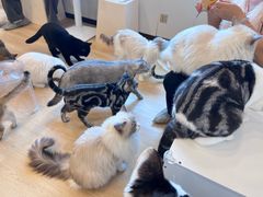 -有喵·猫咖·狗咖·30几只猫10只小狗(岗厦店)