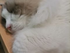 -猫在这儿猫咪咖啡馆·撸猫馆