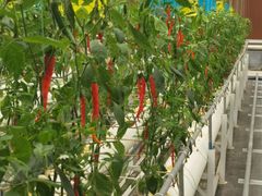 -兰陵国家农业公园