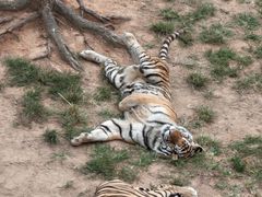 -西霞口神雕山野生动物世界