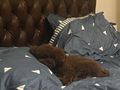 -严国平动物医院(德政总院)