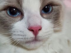 -派特宠物医院(圆融广场店)