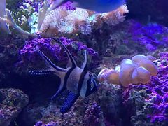 -悉尼海洋生物水族馆