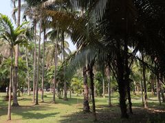 -中国科学院西双版纳热带植物园