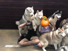 -TrueLove @ Neverland (Husky Cafe)