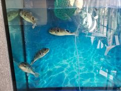 -肆月河豚·新淮扬(金融街店)