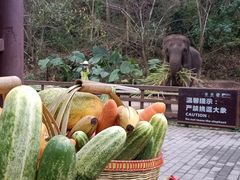 -野象谷景区