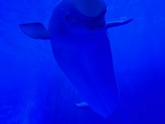 -多彩贵州城极地海洋世界