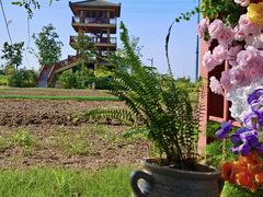 -杭州湾海上花田景区