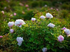 -山西乌金山旅游区