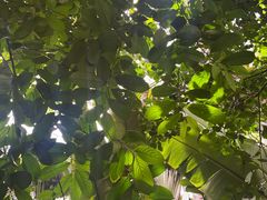 -中国科学院西双版纳热带植物园