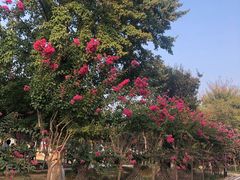 -武汉紫薇都市田园