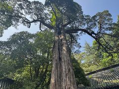 -青岛崂山太清宫