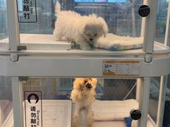 -翊宠yipet猫狗购宠庄园犬舍•猫舍