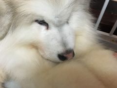 -汪说·狗咖(旺城大厦店)