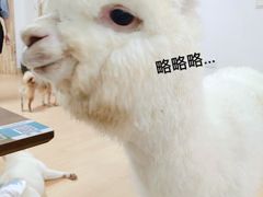 -猫色咖啡·猫咖
