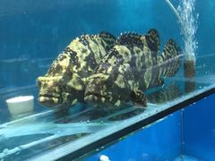-港畔赶海蒸汽海鲜烧烤自助(仙螺岛店)