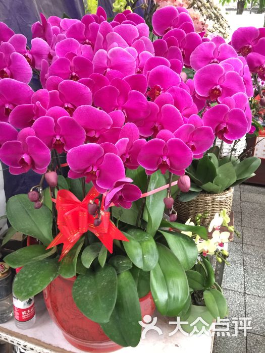 莱太花卉(三元桥店)图片 - 第95张