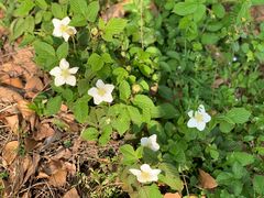 -南京市无想山景区