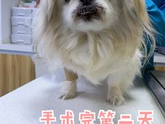 -心语宠物医院·急重症转诊中心·瑞辰华诺(南青路店)