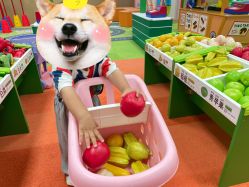 -莫莉幻想儿童乐园(武汉经开永旺店)