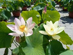 -莲花池公园