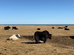 -青海湖国家重点风景名胜区