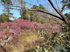-青枫公园