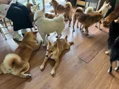 -柴犬高等学院·狗咖·柴犬售卖·宠物训练