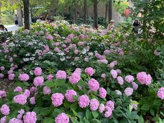 -上海滨江森林公园