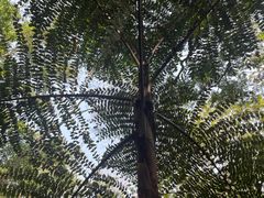 -西双版纳原始森林公园