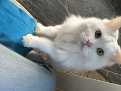 Anne猫窝咖啡屋-Anne猫窝咖啡屋