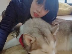 -Husky Go! 哈士奇体验馆·宠物咖啡厅狗咖