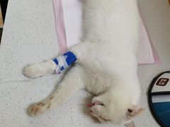 -联合动物医院(光谷诊疗中心)