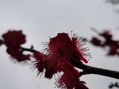 -香雪海