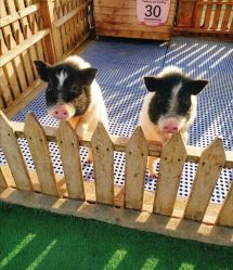 -萌宠亲子动物乐园(槐房万达店)