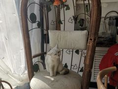 -平行世界·猫咖(首经贸店)