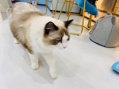 -糯米喵星人·撸猫猫舍咖啡馆(西市场嘉华店)
