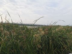 -绿堤公园