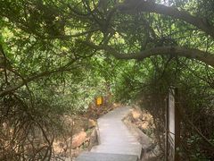 -东莞市大岭山森林公园