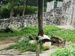 -都江堰中华大熊猫苑