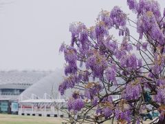 -嘉定紫藤园