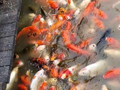 -大湾区中央湿地公园