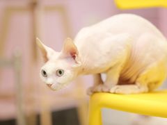 -70cat德文卷毛猫·缅因猫纯种猫舍