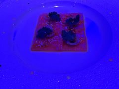 -广州四季酒店·佰鲜汇·现代法餐