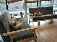 卡座-南京Hallo宠物乐园·哈罗犬舍·柴犬繁育基地