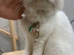 -楼上猫咖(罗湖店)