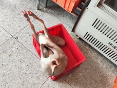 -聚味罗记大排檔·鲜鱼杂·甲鱼煲•龙虾馆(科学馆店)